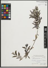 Foto von Salix purpurea L.